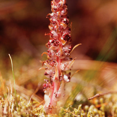 Pacific Essences - Candystick - allotropa virgata - Flower Essence