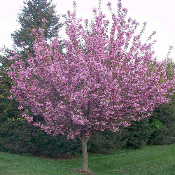 Pacific Essences - Cherry - Prunus serulata - Tree Essence