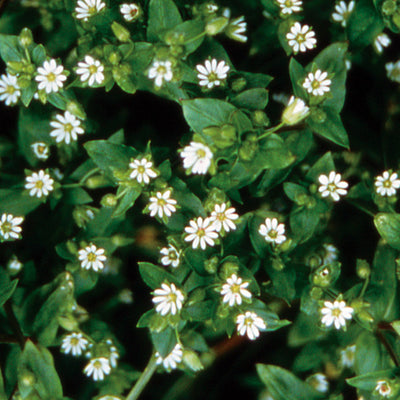 Pacific Essences - Chickweed - stellaria media - Flower Essence