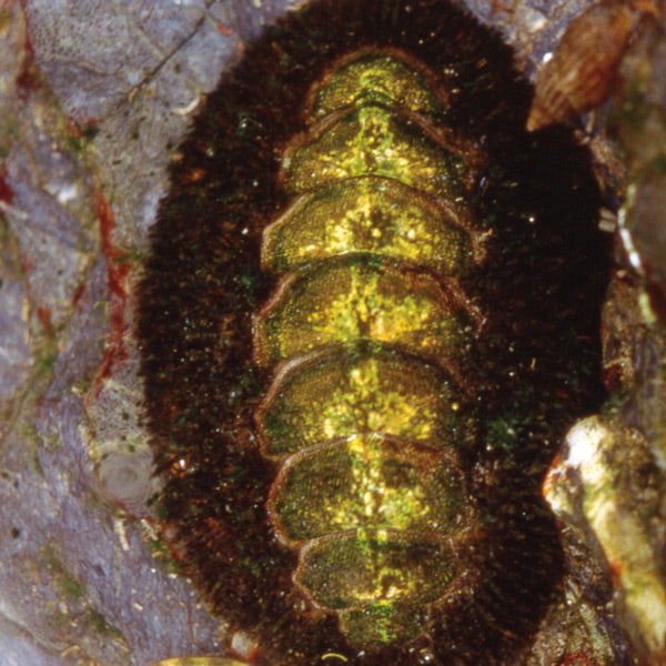Pacific Essences - Chiton - mopalia muscosa - Sea Essence