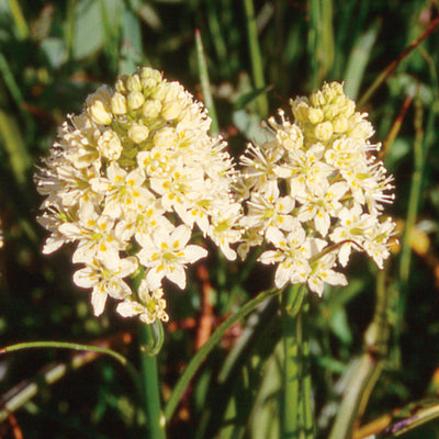 Pacific Essences - Death Camas - zygadenus venenosus - Flower Essence