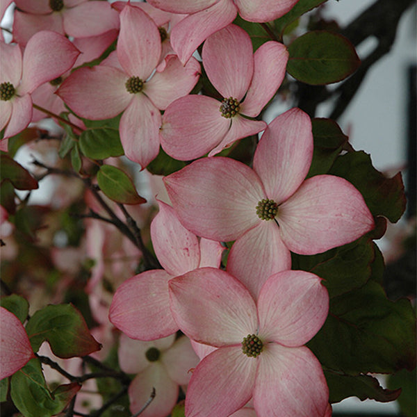 Pacific Essences - Dogwood - Cornus kousa - Tree Essence