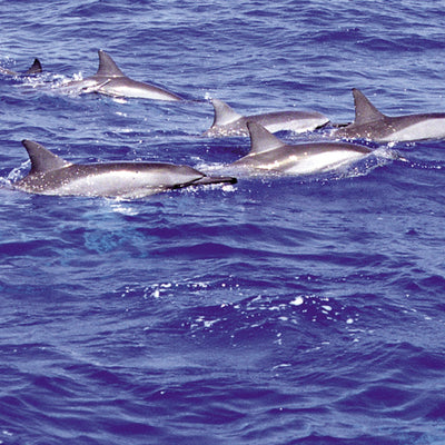 Pacific Essences - Dolphin - stenella longirostris - Sea Essence