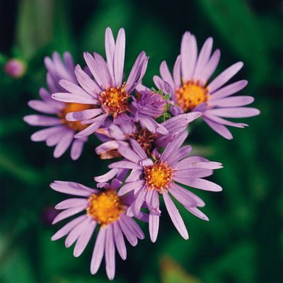 Pacific Essences - Douglas Aster - aster subspicatus - Flower Essence