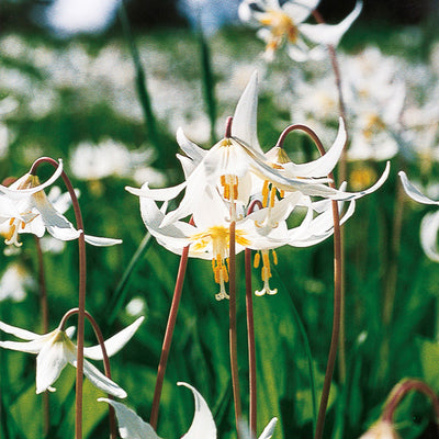 Pacific Essences - Easter Lily - erythronium oreganum - Flower Essence