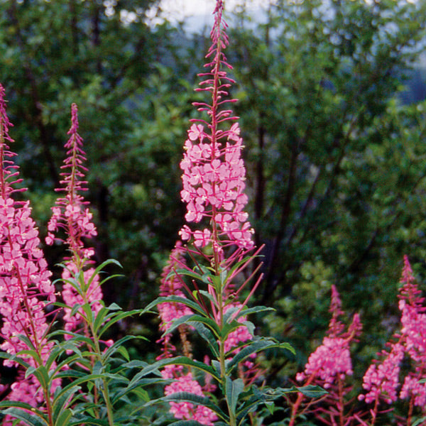 Pacific Essences - Fireweed - epilobium angustifolium - Flower Essence
