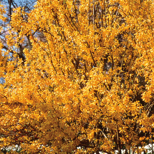 Pacific Essences - Forsythia - forsythia suspensa - Flower Essence