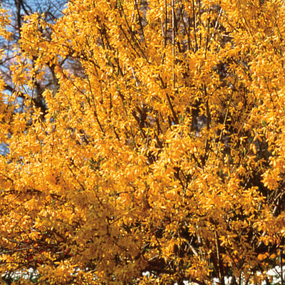 Pacific Essences - Forsythia - forsythia suspensa - Flower Essence