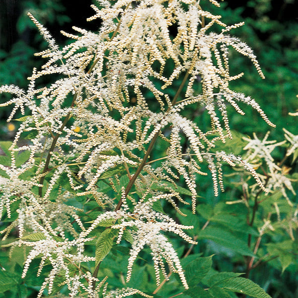 Pacific Essences - Goatsbeerd - aruncus sylvester - Flower Essence