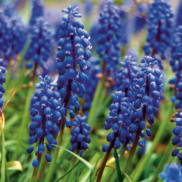 Pacific Essences - Grape Hyacinth - muscari racemosum - Flower Essence