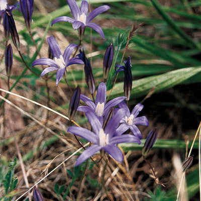 Pacific Essences - Harvest Lily - broadiaea coronaris - Flower Essence