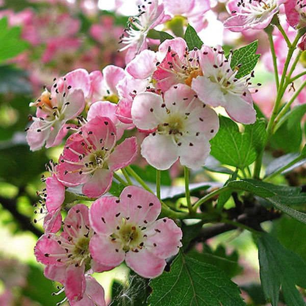Pacific Essences - Hawthorn - Crataegus - Flower Essence