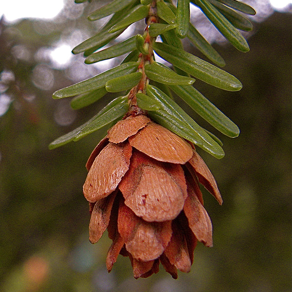 Pacific Essences - Hemlock - Tsuga heterophylla - Flower Essence