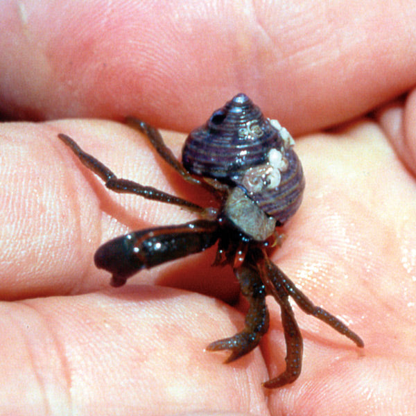 Pacific Essences - Hermit Crab - pagurus granosimanus - Sea Essence