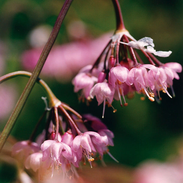 Pacific Essences - Hooker's Onion - allium cernuum - Flower Essence