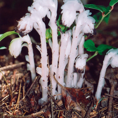 Pacific Essences - Indian Pipe - monotropa uniflora - Flower Essence
