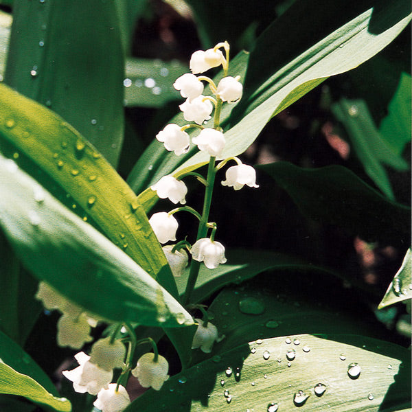 Wild Lily of the Valley Flower Essence