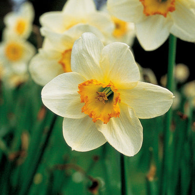 Pacific Essences - Narcissus - narcissus pseudo-narcissus - Flower Essence