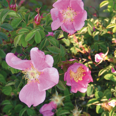 Pacific Essences - Nootka Rose - rosa nutkana - Flower Essence