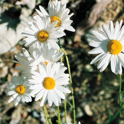 Pacific Essences - Ox-Eye Daisy - chrysanthemum leucanthemum - Flower Essence