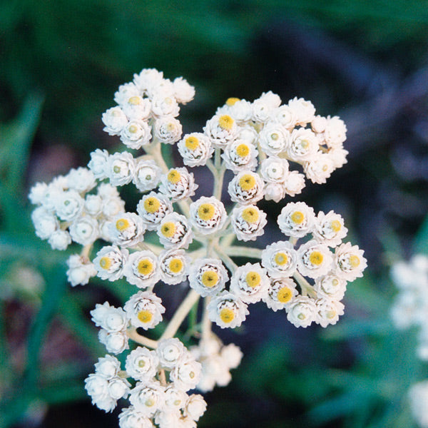 Pacific Essences - Pearly Everlasting - anaphalis margaritacea - Flower Essence