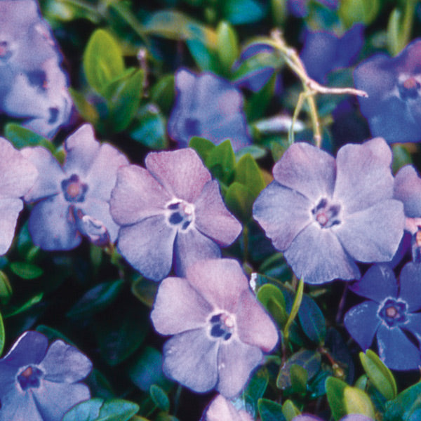 Periwinkle | Flower Essence