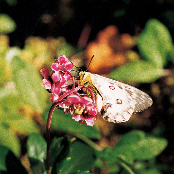 Pacific Essences - Pipsissewa - chimaphila umbellata - Flower Essence