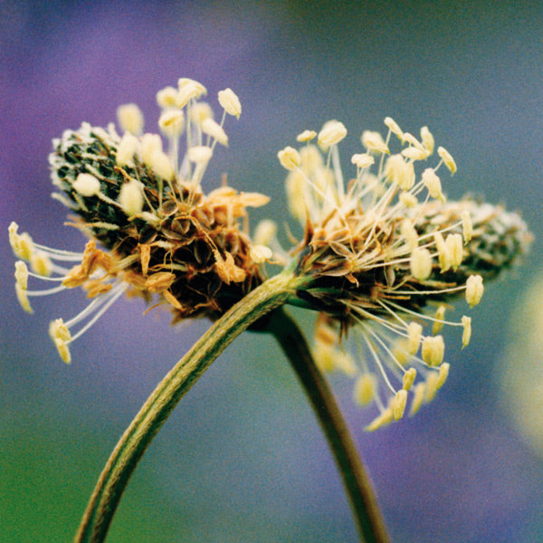 Pacific Essences - Plantain - plantago major - Flower Essence