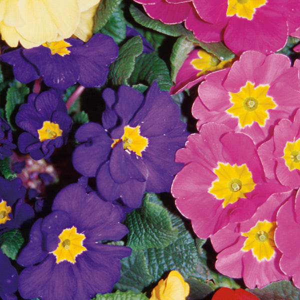 Pacific Essences - Polyanthus - garden polyanthus - Flower Essence