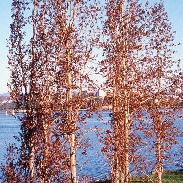 Pacific Essences - Poplar - populus tremuloides - Flower Essence