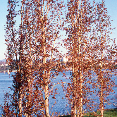 Pacific Essences - Poplar - populus tremuloides - Flower Essence