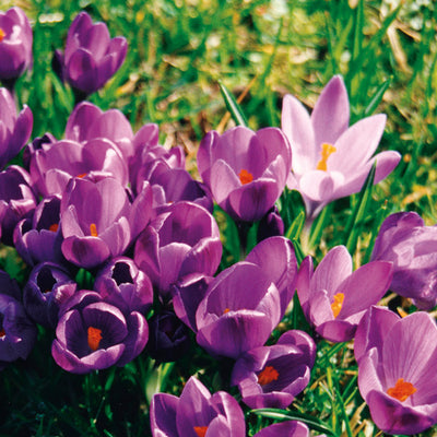 Pacific Essences - Purple Crocus - crocus tomasinianus - Flower Essence