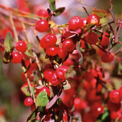 Pacific Essences - Red Huckleberry - vaccinium parvifolium - Flower Essence