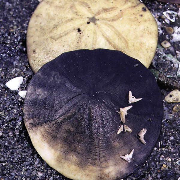Pacific Essences - Sand Dollar - dendraster excentricus - Sea Essence