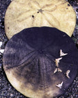 Pacific Essences - Sand Dollar - dendraster excentricus - Sea Essence