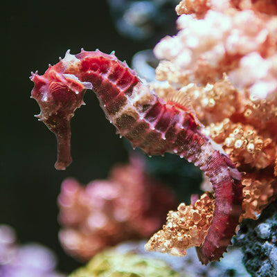 Pacific Essences - Sea Horse - hippocampus - Sea Essence