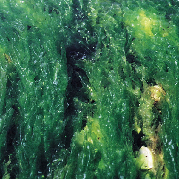 Sea Lettuce | Sea Essence