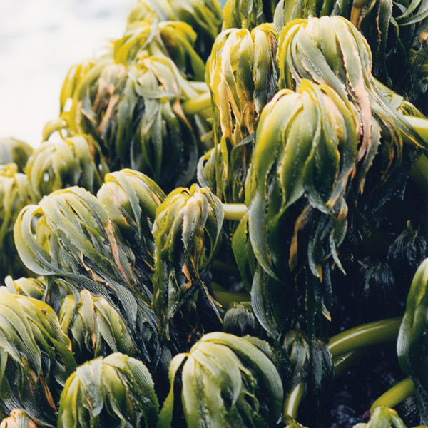 Pacific Essences - Sea Palm - postelsia palmaeformis - Sea Essence