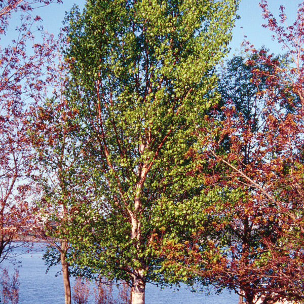 Pacific Essences - Silver Birch - betula pendula - Flower Essence