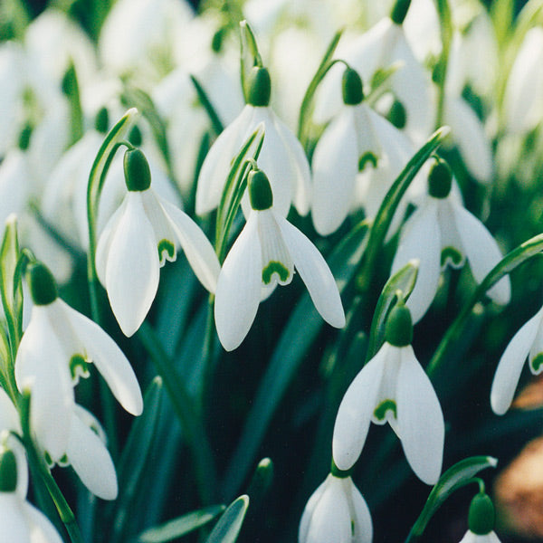 Pacific Essences - Snowdrop - galanthus nivalis - Flower Essence