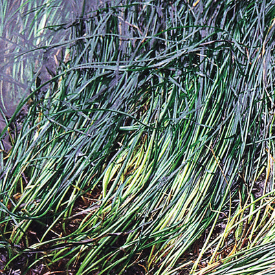 Pacific Essences - Surfgrass - phyllospadix scouleri - Sea Essence