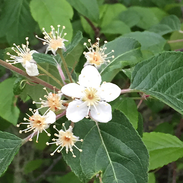 Pacific Essences - Syringa - Philadelphus Lewisii - Flower Essence