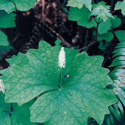 Pacific Essences - Vanilla Leaf - achlys triphylla - Flower Essence