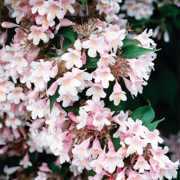 Pacific Essences - Weigela - weigela florida - Flower Essence