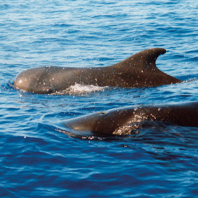 Pacific Essences - Whale - globicephala macrocephalus - Sea Essence