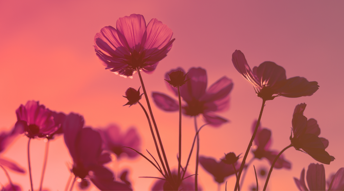 Dear Flower Essences...