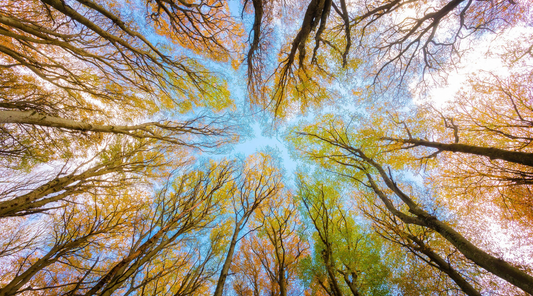 Dancing with Anger - Maintaining a Healthy Wood Element