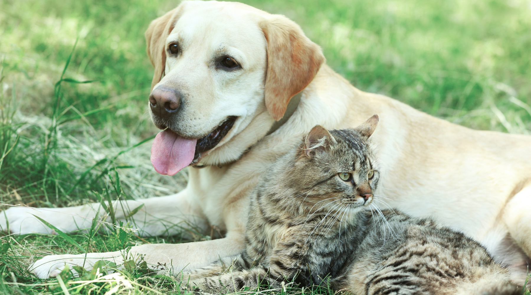 Explore Essences for Animals