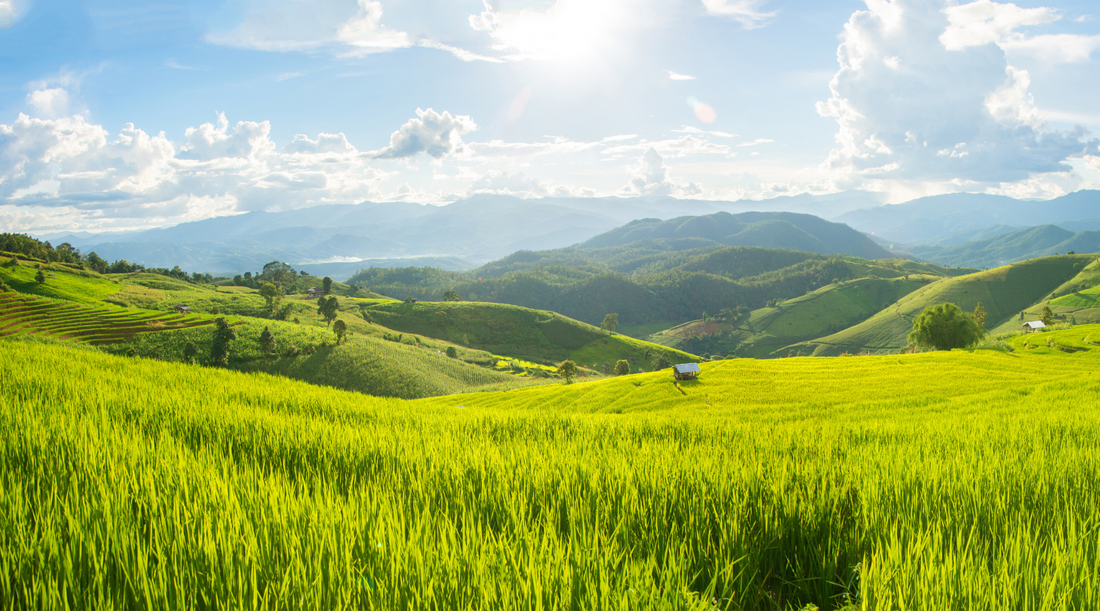 The Role of Digestion – Transformation and Personal Power