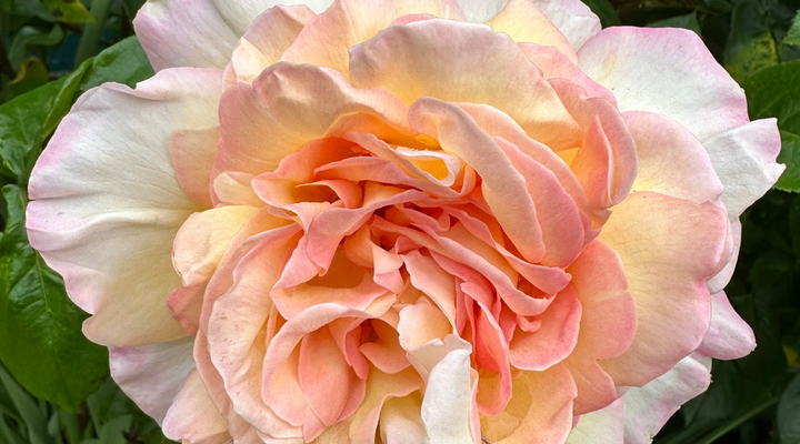 Essence of Success - Blooming Rose